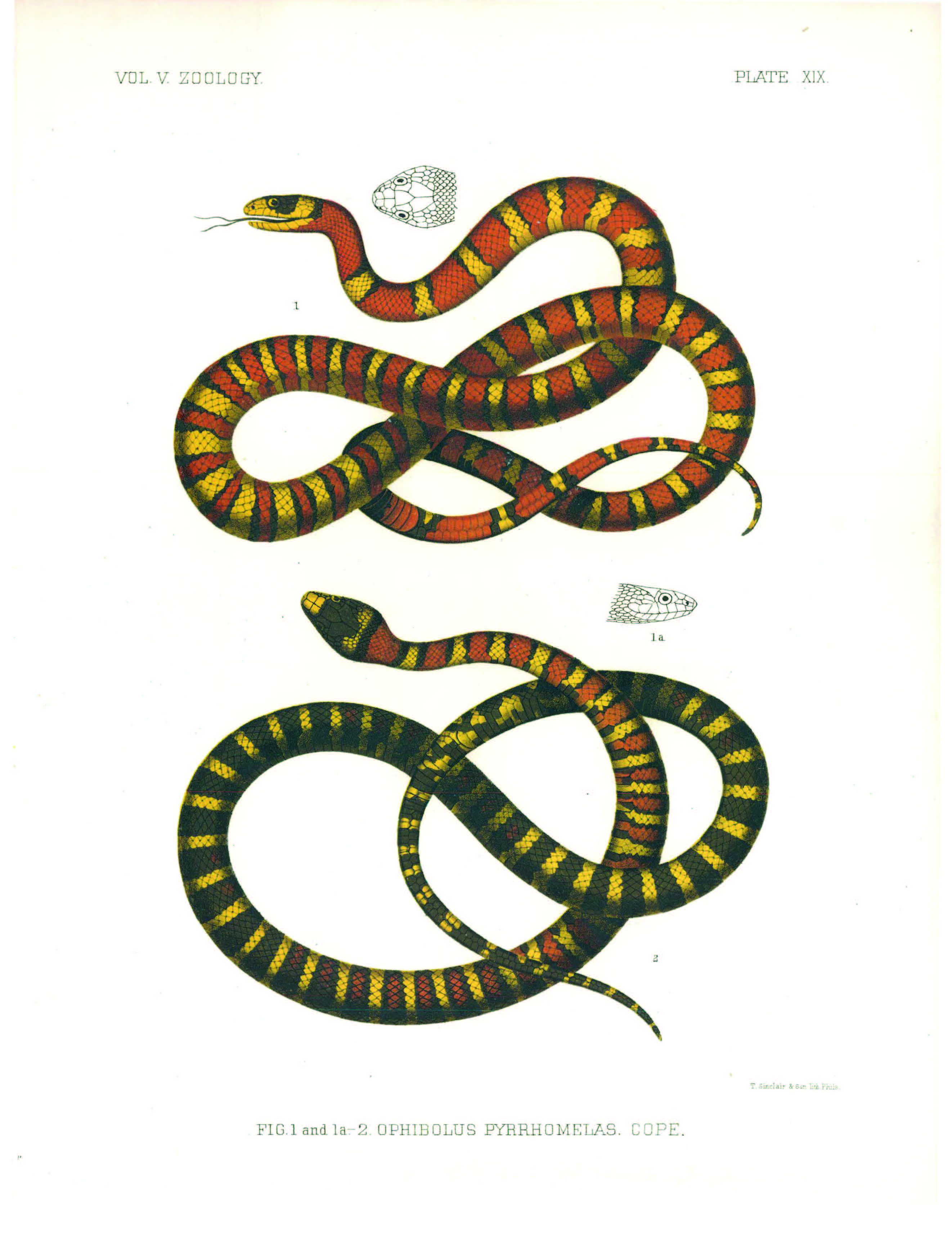 Drawings of two snakes